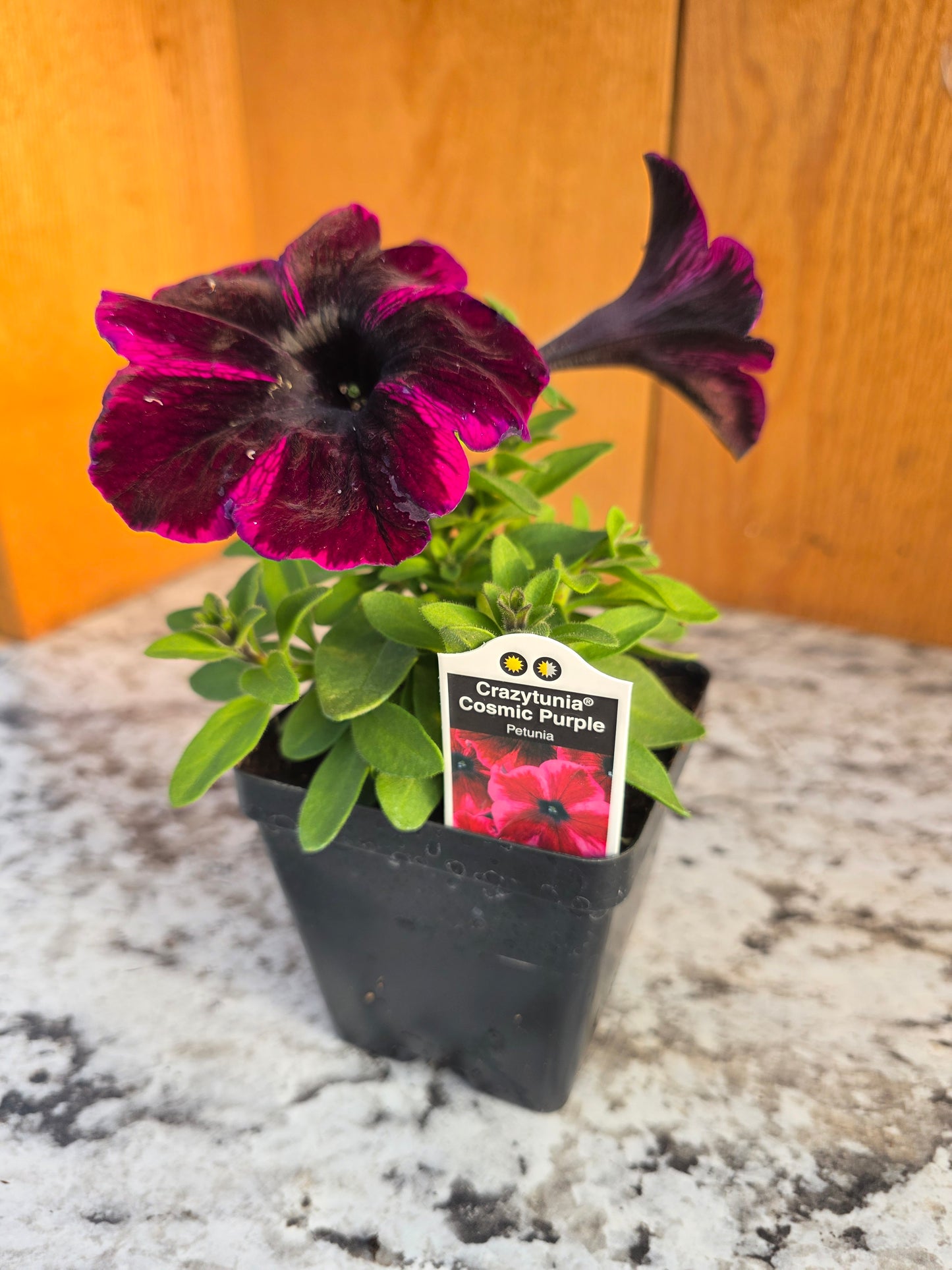 Crazytunia Cosmic Purple Petunia Plant