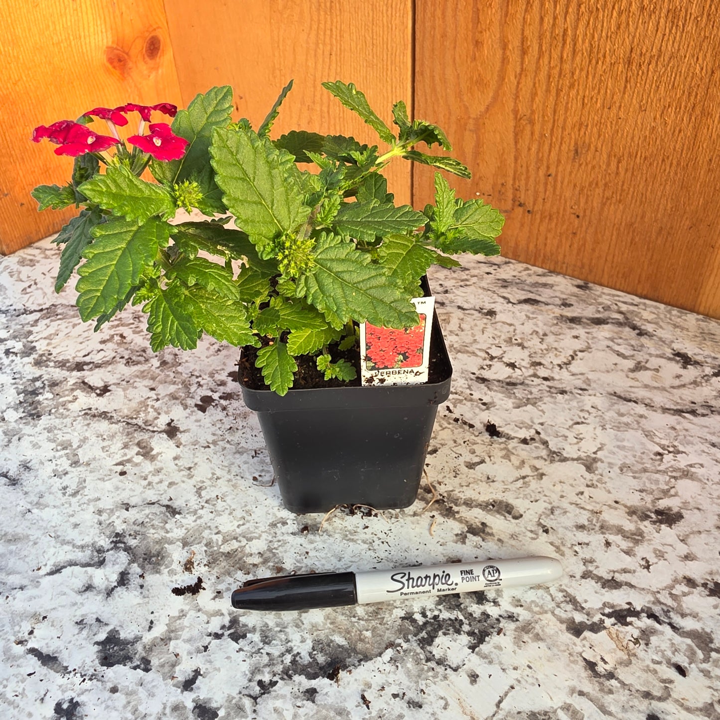 Verbena Estrella Red