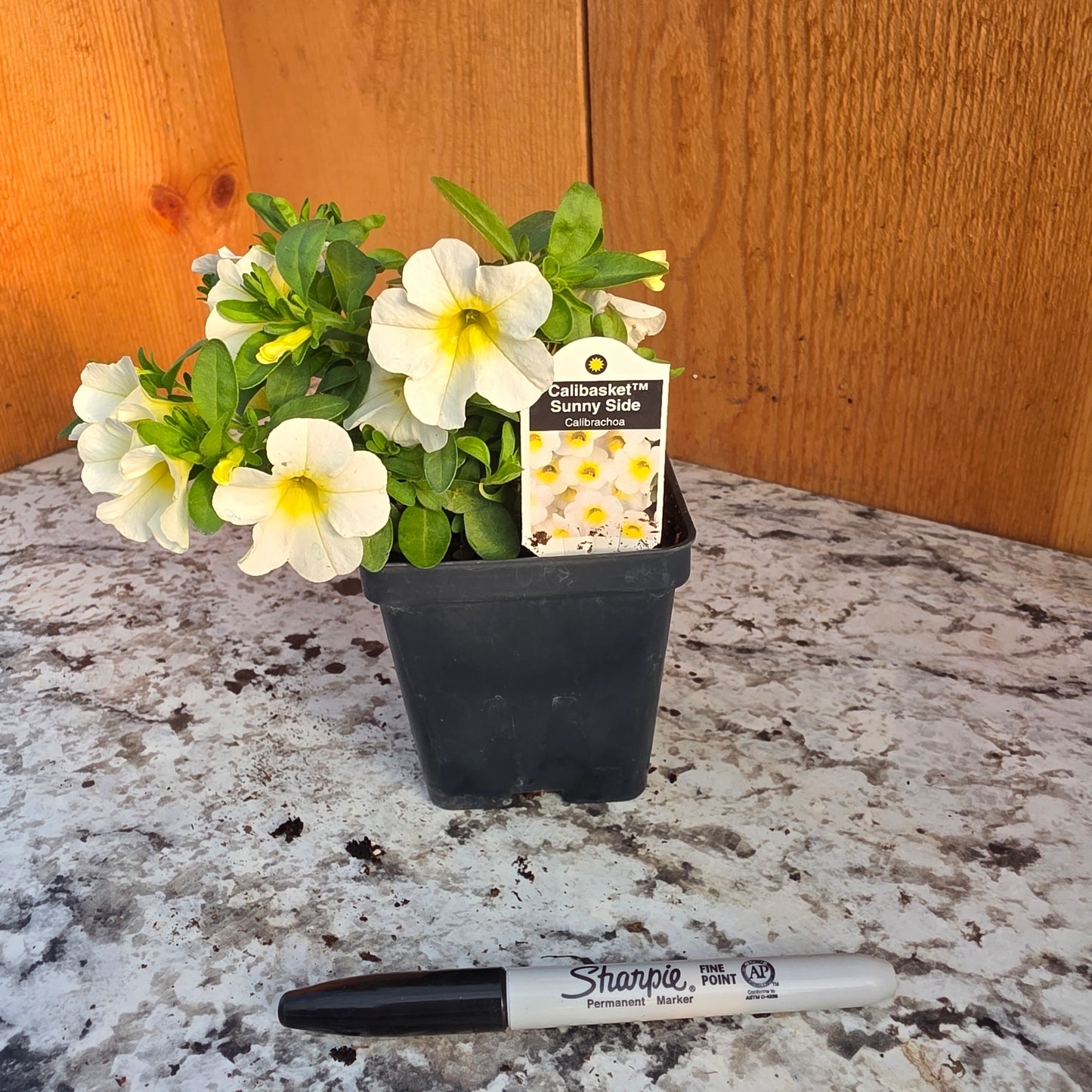 Calibrachoa Calibasket Sunnyside