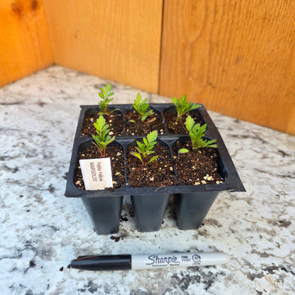 Marigold- Petite Yellow  6 packs