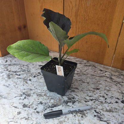 Slim Jim Eggplant Plant