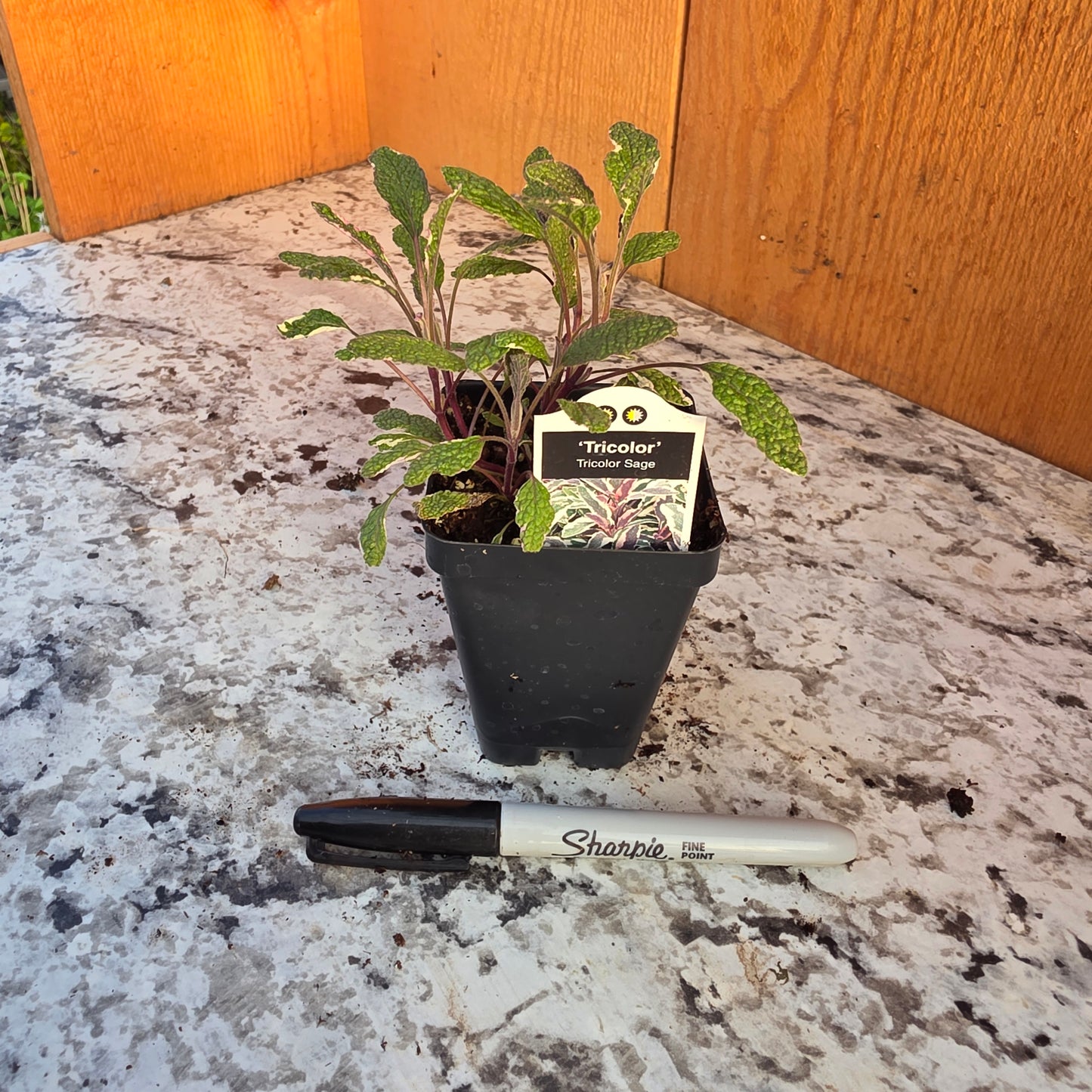 Tricolor Sage Herb Plant
