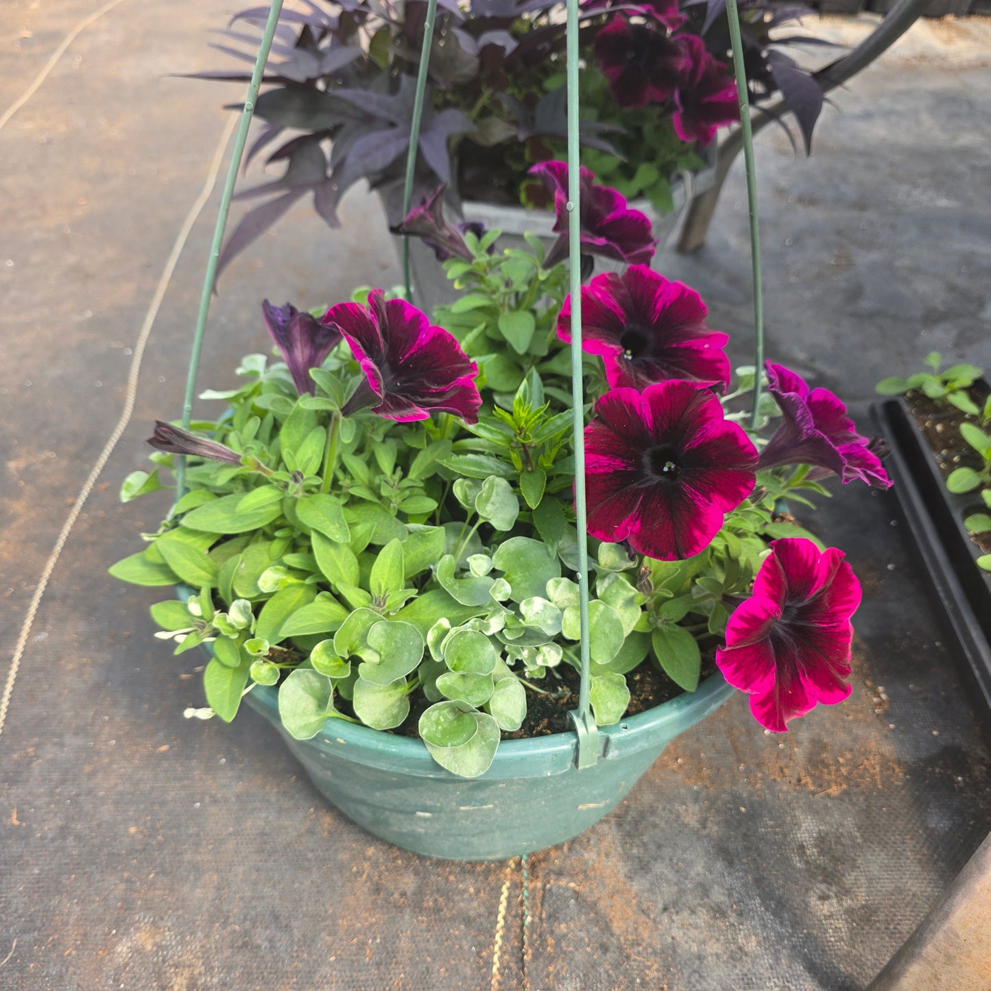 Hanging basket or Potted Annuals Combo