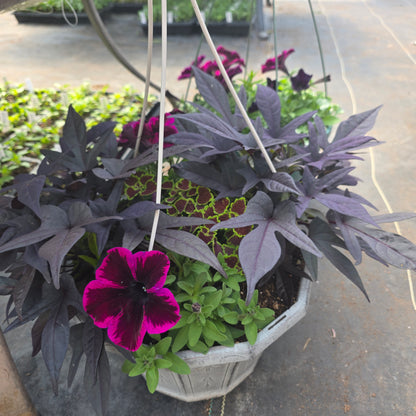 Hanging basket or Potted Annuals Combo