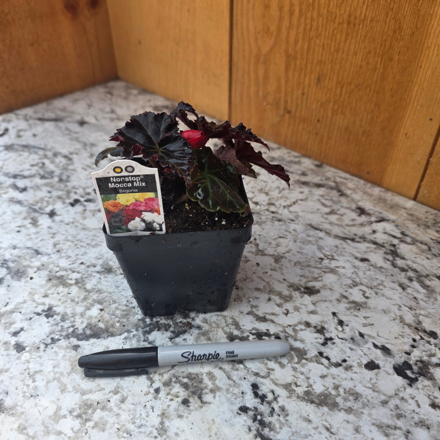 Begonia- Non-Stop Mocca Mix