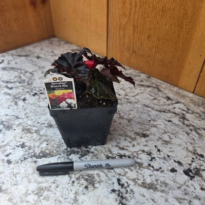 Begonia- Non-Stop Mocca Mix