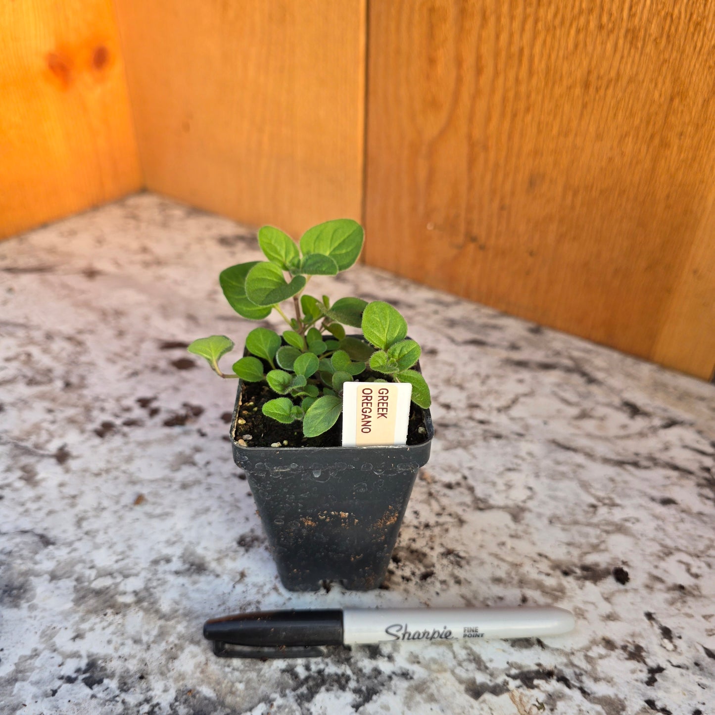 Greek Oregano Perennial Herb Plant