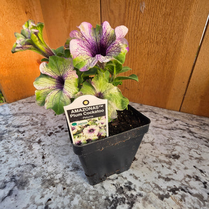 Petunia Amazonas Plum Cockatoo