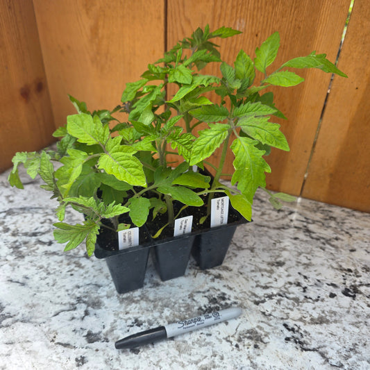 Tomato Assortment 6 Pack