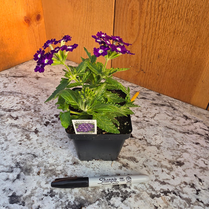 Verbena Estrella Imperial Blue