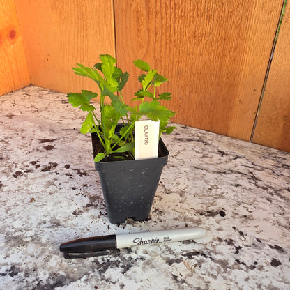Cilantro Herb Plant