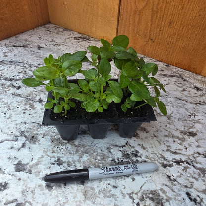 Dwarf Magic Carpet Snapdragons 4 packs