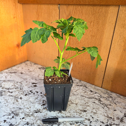 Cherokee Purple Tomato Plant