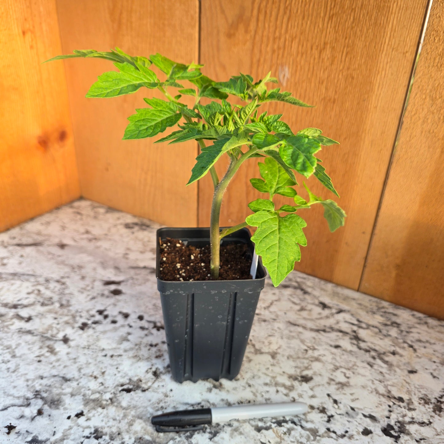 Beefsteak Tomato Plant