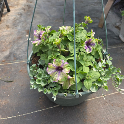 Hanging basket or Potted Annuals Combo