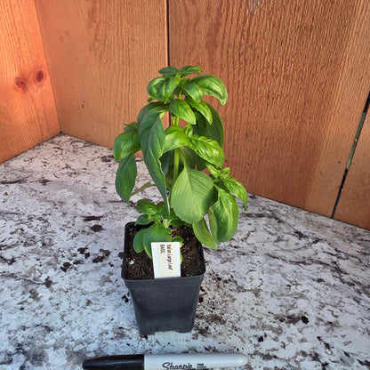 Italian Large Leaf Basil Herb Plant