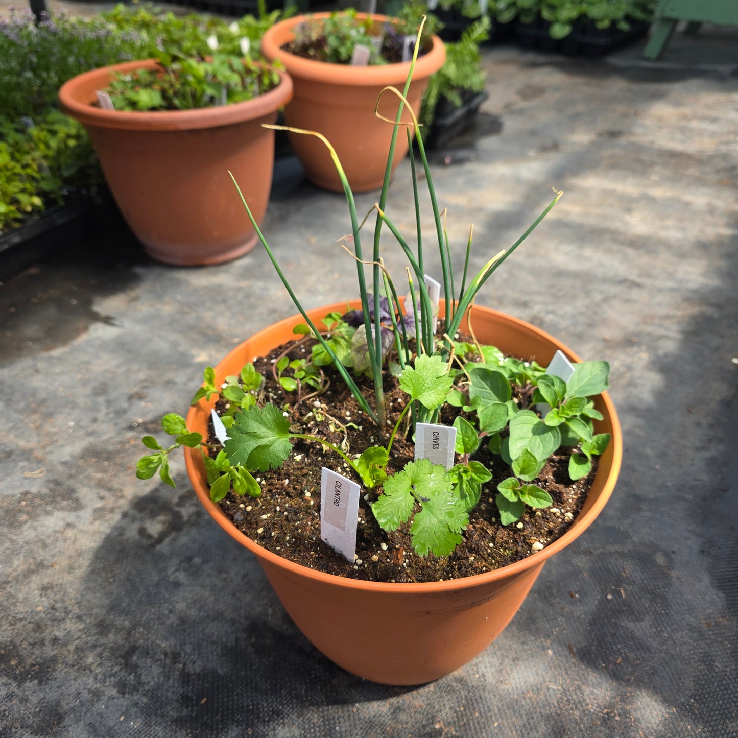 Herb Combo Pot