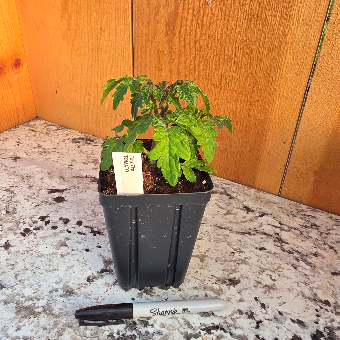 Tiny Tim Tomato Plant