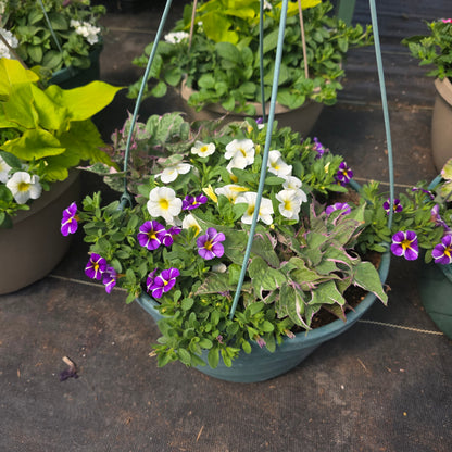 Hanging basket or Potted Annuals Combo