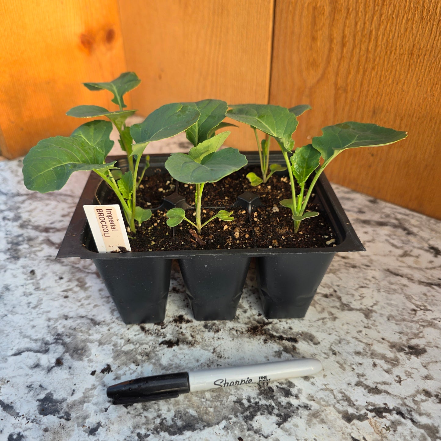 Imperial Broccoli Plant