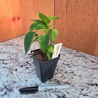 Sweet Bell Pepper Mix Plant