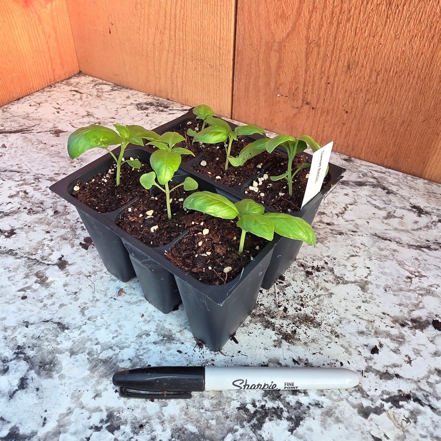 Basil 6 packs