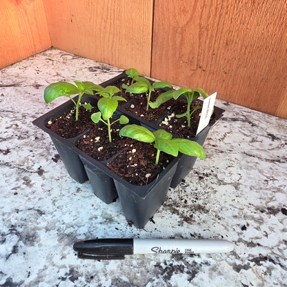 Basil 6 packs