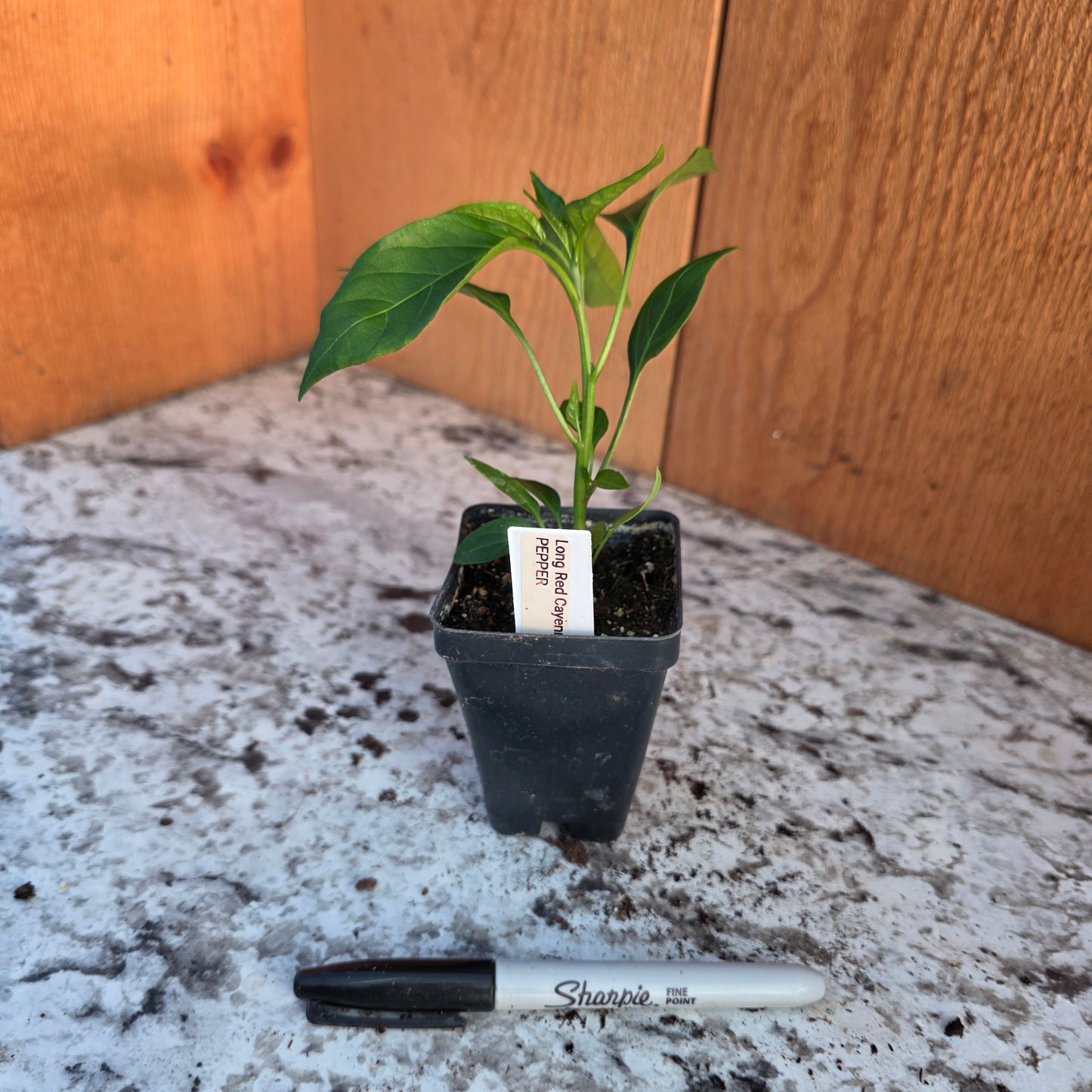 Long Red Cayenne Pepper