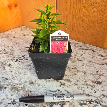 Angelonia Serena Rose