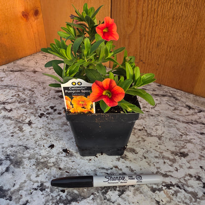 Calibrachoa Calitastic Pumpkin Spice