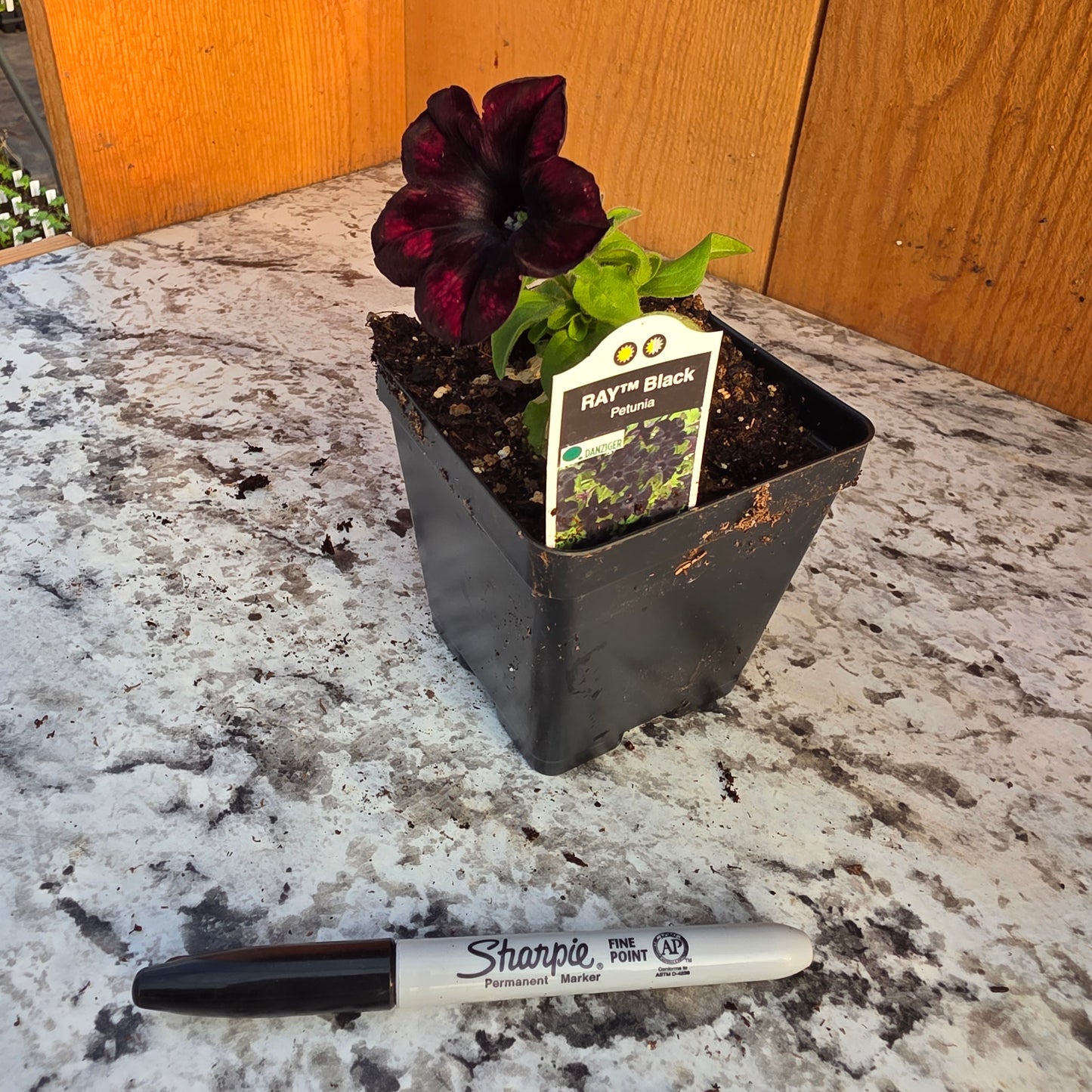 Ray Black Petunia