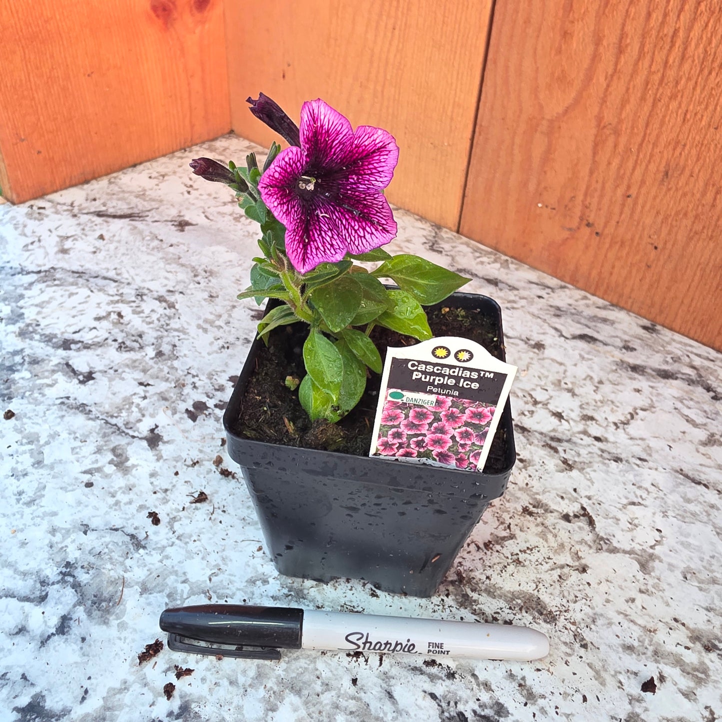 Cascadias Purple Ice Petunia
