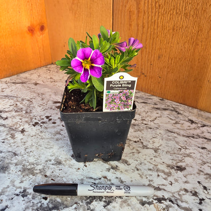 Calibrachoa Colibri Bling Purple