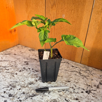 Brandywine Black Tomato Plant