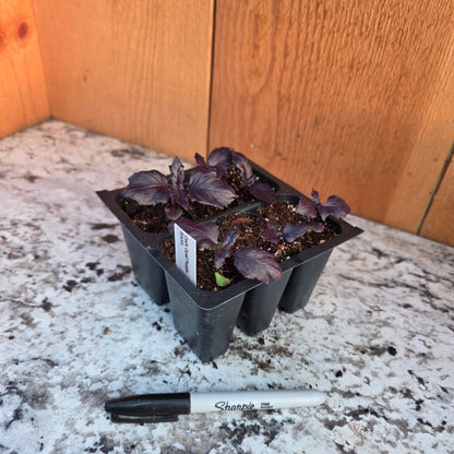 Basil 6 packs