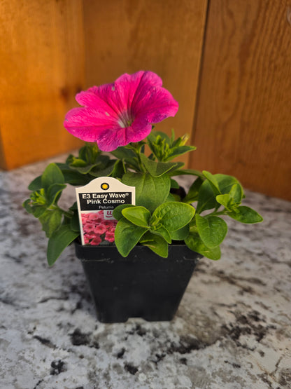 Easy Wave Petunia- Pink Cosmo