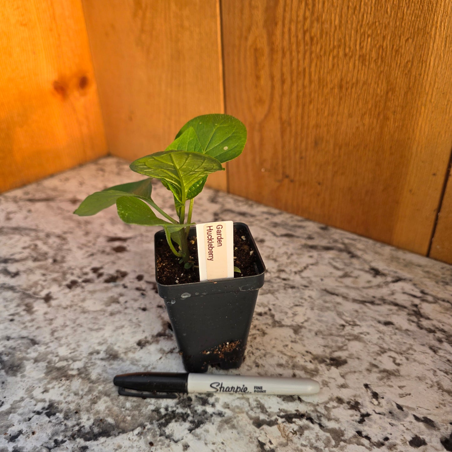 Garden Huckleberry Plant