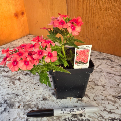 Verbena Estrella Lobsterfest