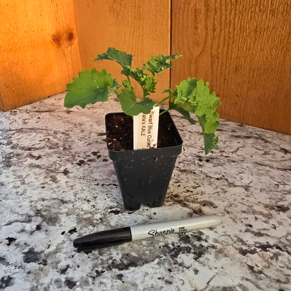 Dwarf Blue Vate's Kale Plant