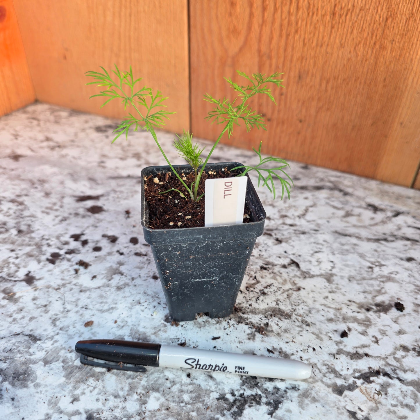 Dill Herb Plant- See Options