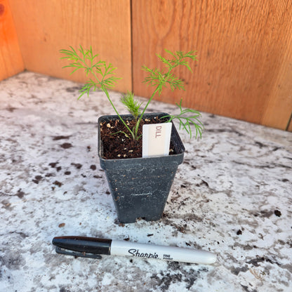 Dill Herb Plant- See Options