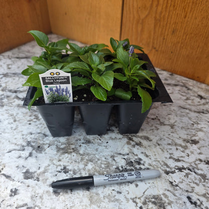 Salvia- Sallyfun Blue Lagoon 6 packs