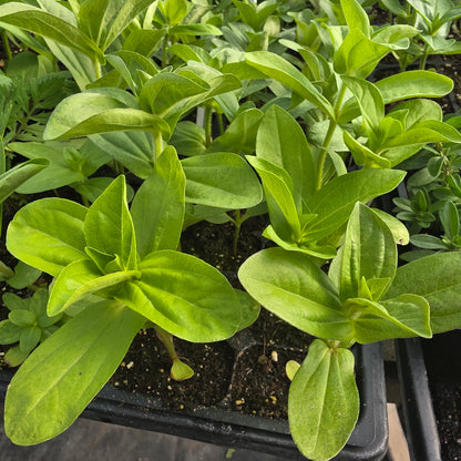 Cactus Zinnia 6 pack