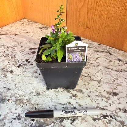 Angelonia Serena Blue