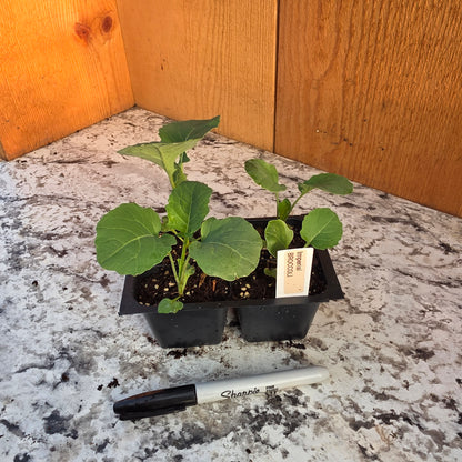 Imperial Broccoli Plant