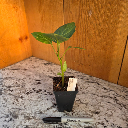 Purple Tomatillo Plant