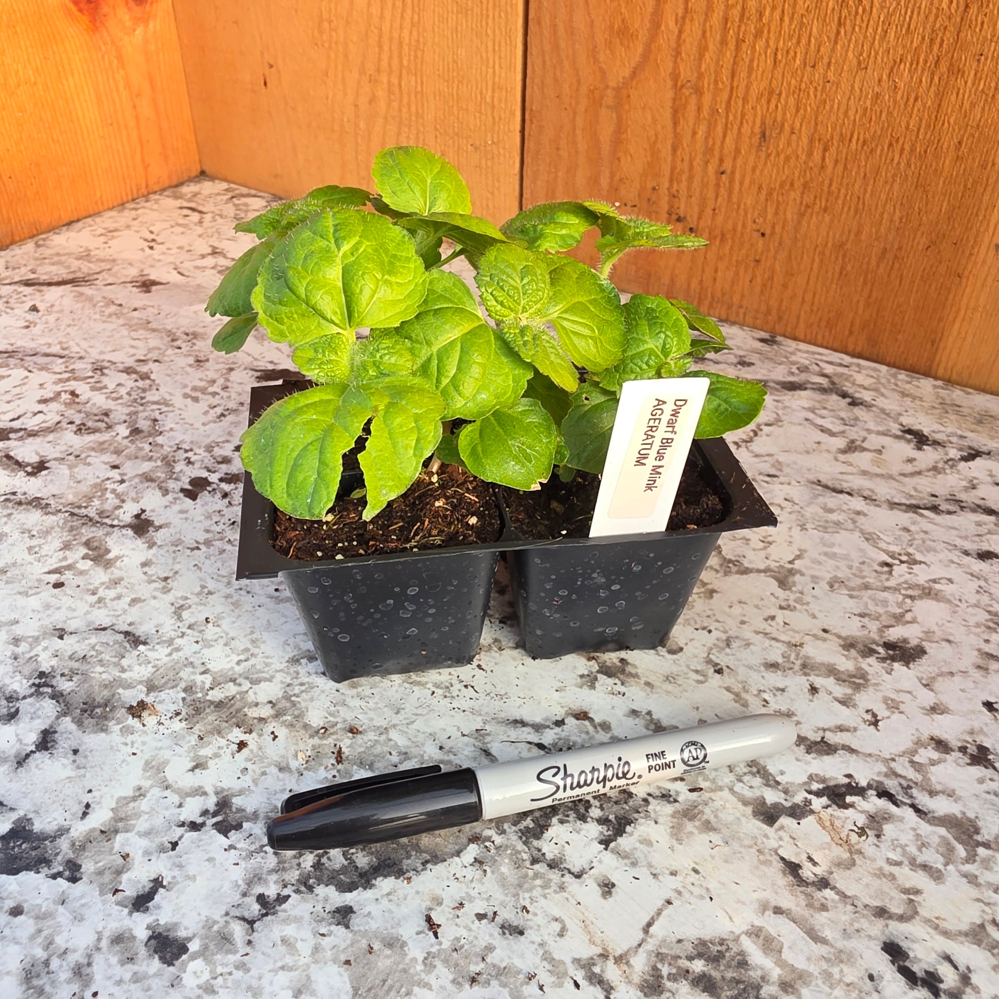 Mink Blue Dwarf Ageratum Plants- 4 pack – Summerfield Acres