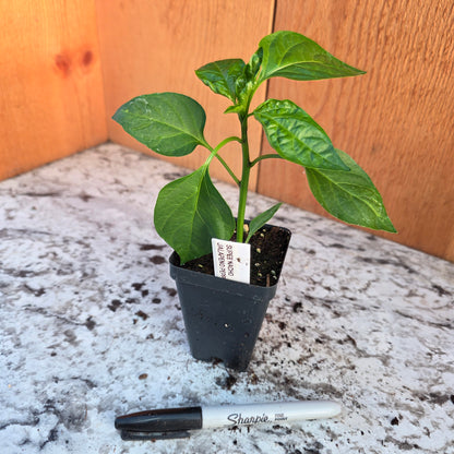 Super Nacho Jalapeno Pepper