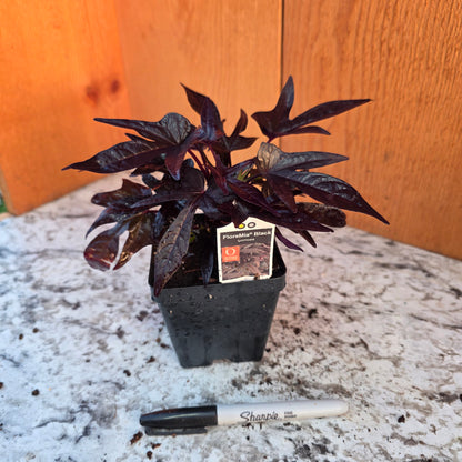 Sweet Potato Vine- FloraMia Black