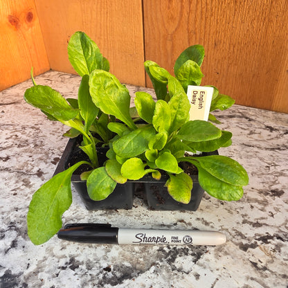 English Daisy Perennial 4 packs